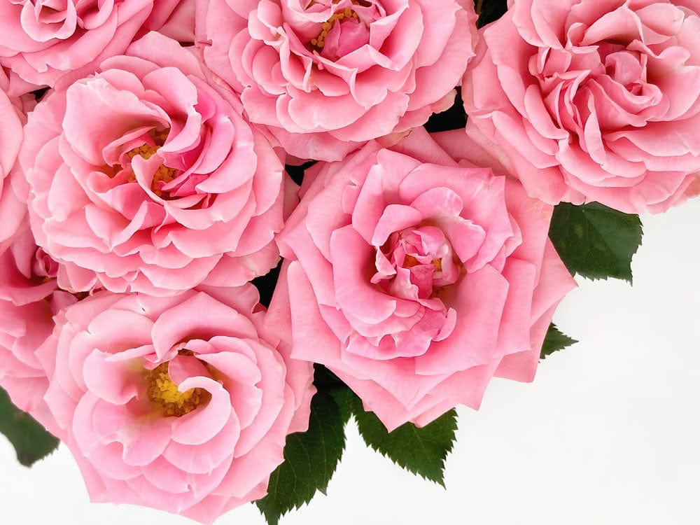 Papier peint mural de roses roses bébé avec feuilles vertes pour décoration intérieure