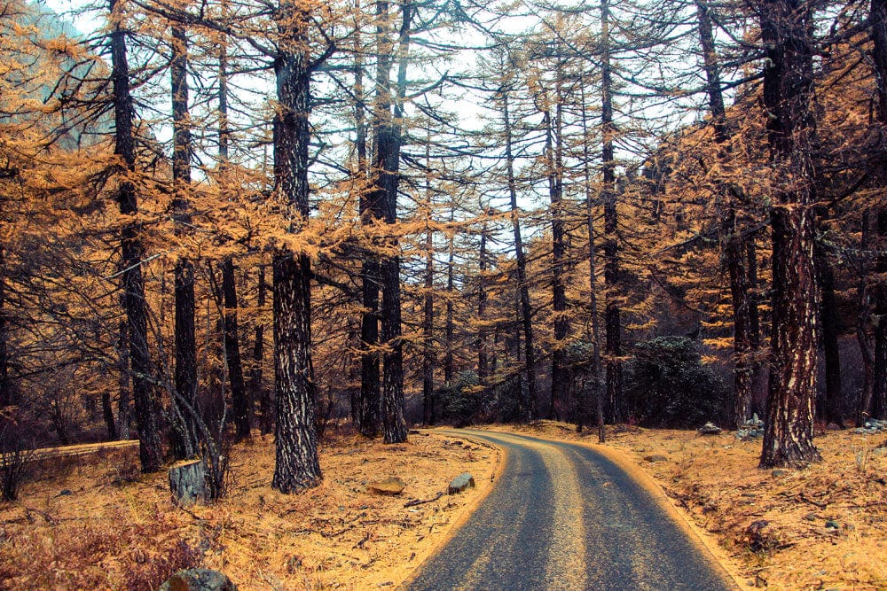 Papier peint mural de route forestière en automne - Le meilleur Papier peint panoramique Sur mesure