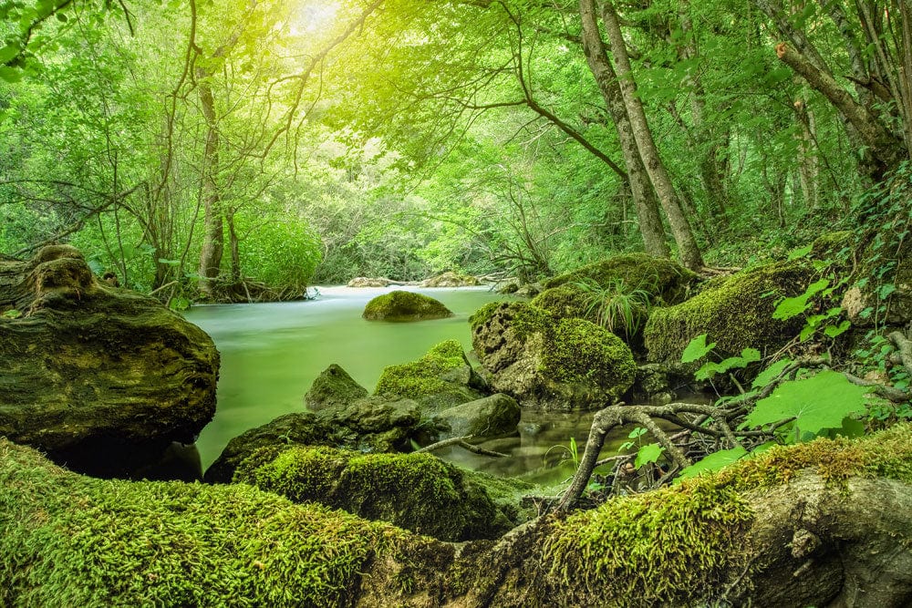 Papier peint mural de scène de forêt émeraude - Le meilleur Papier peint panoramique Sur mesure