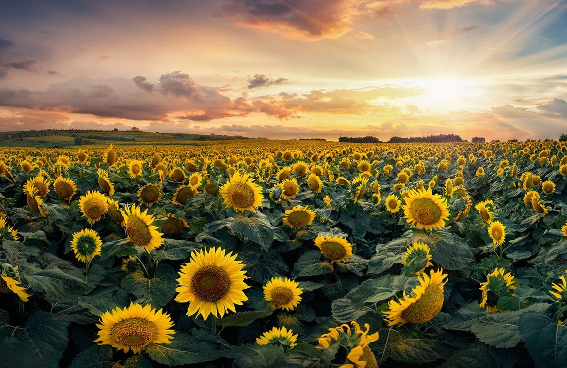 Papier peint mural de tournesol - Le meilleur Papier peint panoramique Sur mesure