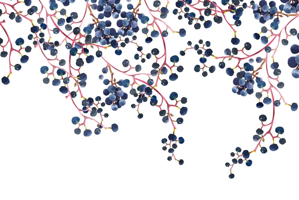 Papier peint mural de vignes de myrtilles avec grappes de baies bleues foncées