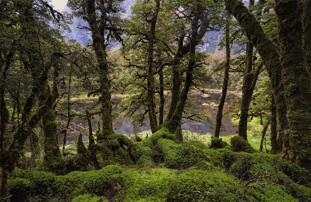 Papier peint mural du lac derrière la forêt - Le meilleur Papier peint panoramique Sur mesure