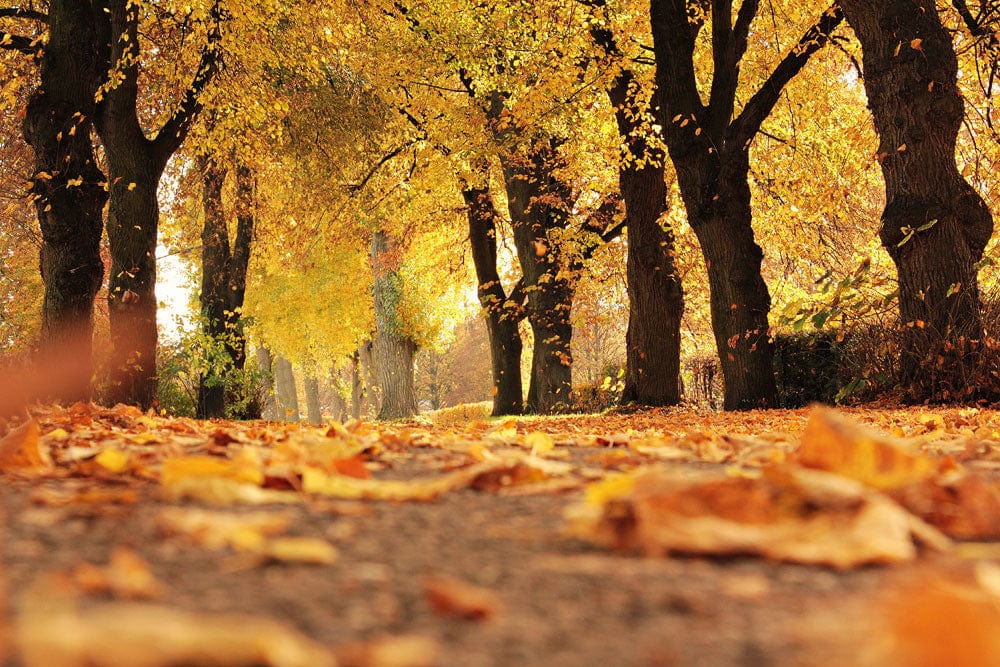 Papier peint mural Feuilles dans le vent d’automne - Le meilleur Papier peint panoramique Sur mesure