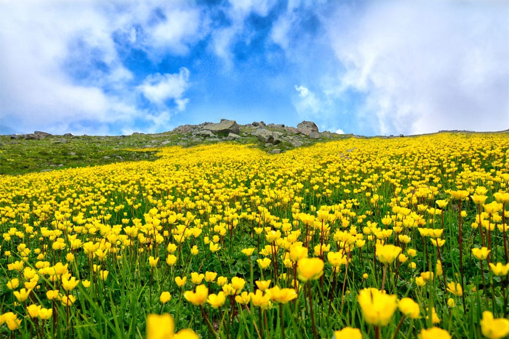 Peint mural fleurs avec champ de boutons d’or sous ciel bleu pour décoration intérieure