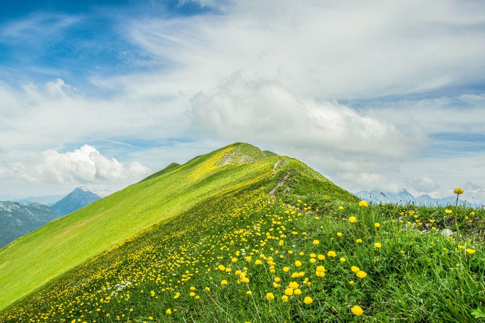 Peinture murale fleurs montagne verte avec fleurs sauvages jaunes dans un décor mural fleurs