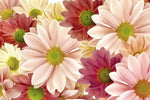Papier peint mural Floraison de Chrysanthème élégance et nature - Vignette | Mr Papier Peint