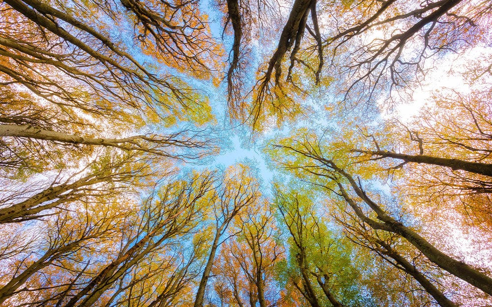 Vue vers le haut du canopée de feuillage automnal sur un papier peint mural forêt