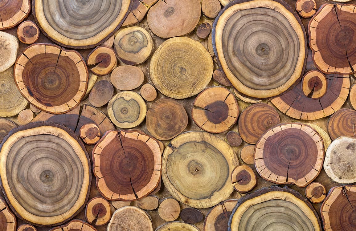 Papier peint mural Forêt Colorée - Le meilleur Papier peint panoramique Sur mesure