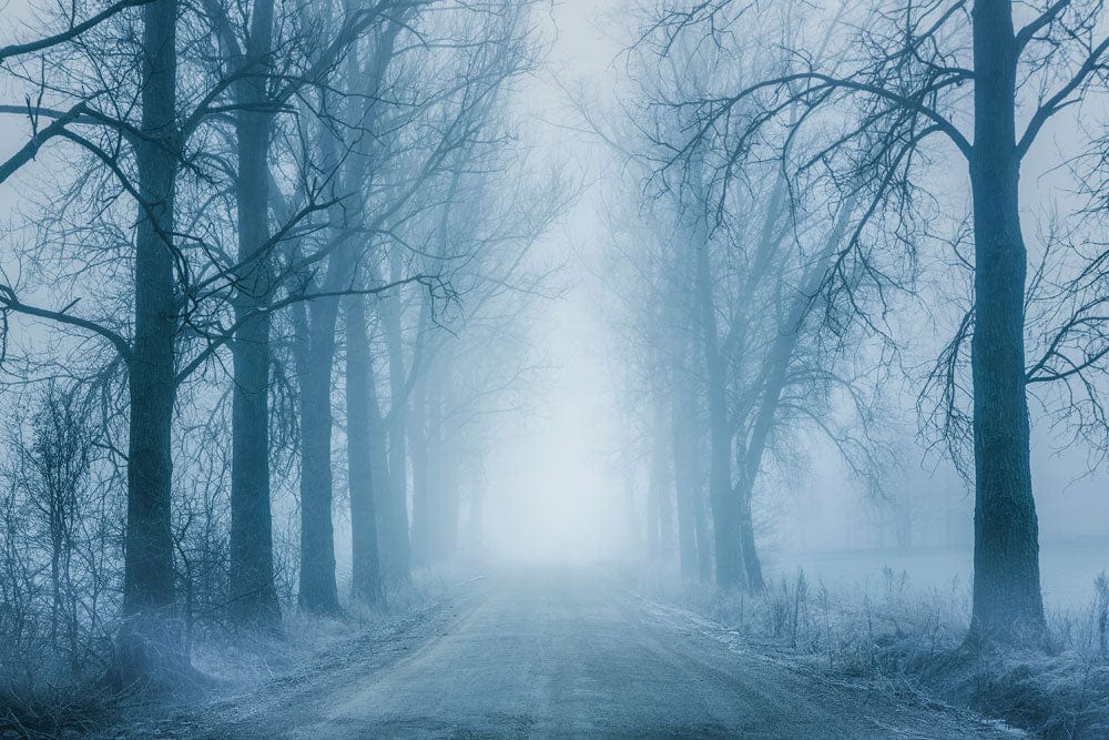 Papier peint mural forêt dans le brouillard avec arbre nu sur journée brumeuse et hivernale