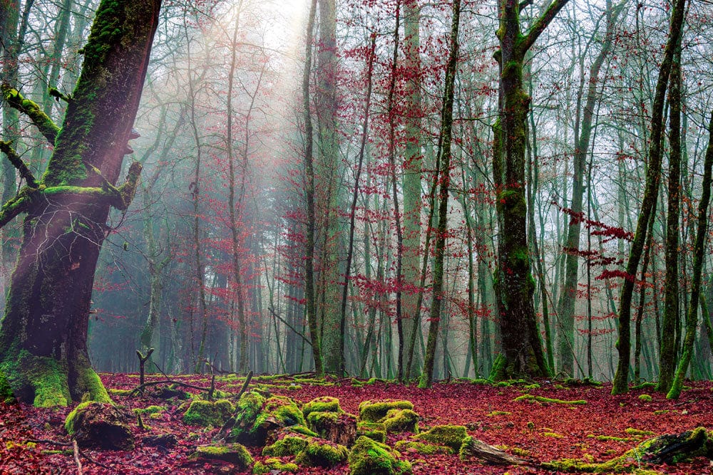 Papier peint mural Forêt d’automne précoce - Le meilleur Papier peint panoramique Sur mesure