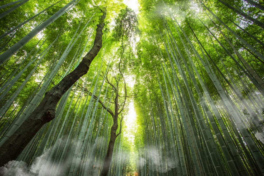 Papier peint mural Forêt de Bambous - Le meilleur Papier peint panoramique Sur mesure