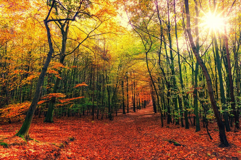 Papier peint mural Forêt de Feuilles d’Érable - Le meilleur Papier peint panoramique Sur mesure