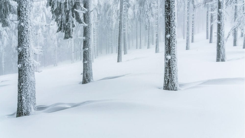 Papier peint mural Forêt de Neige - Le meilleur Papier peint panoramique Sur mesure