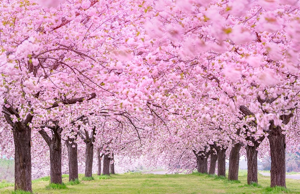 Papier peint mural Forêt de Sakura - Le meilleur Papier peint panoramique Sur mesure