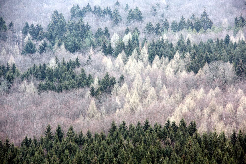 Papier peint mural Forêt d’Hiver à Moitié - Le meilleur Papier peint panoramique Sur mesure