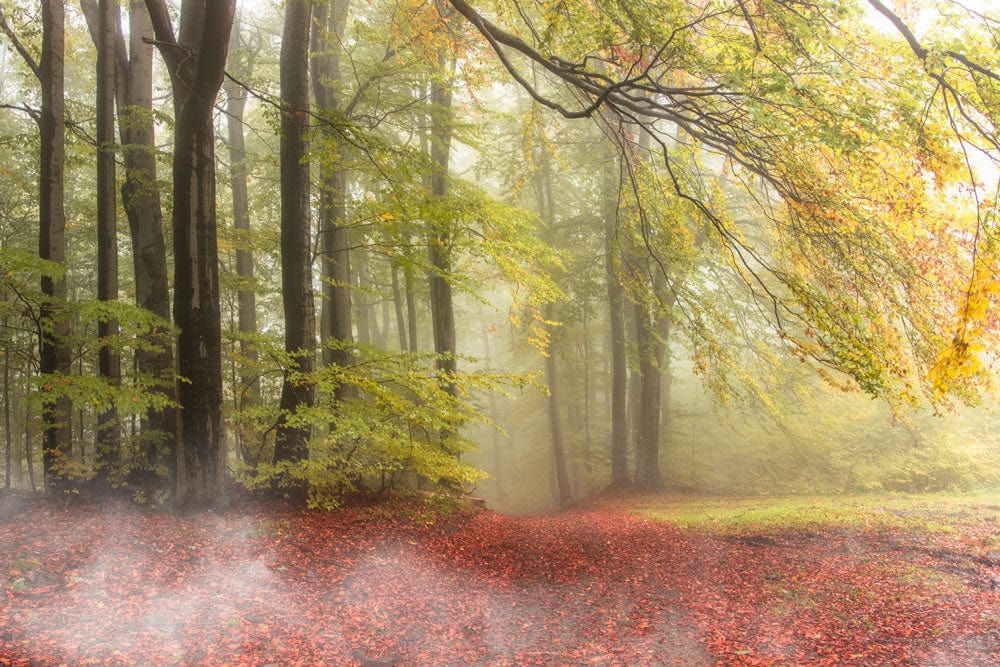 Papier peint mural Forêt en Automne - Le meilleur Papier peint panoramique Sur mesure