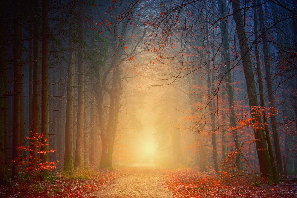 Papier peint mural forêt en fin d’automne - Le meilleur Papier peint panoramique Sur mesure