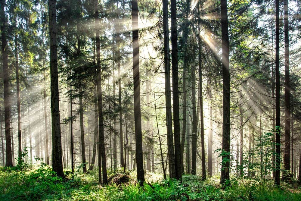 Papier peint mural Forêt et Rayons de Soleil - Le meilleur Papier peint panoramique Sur mesure