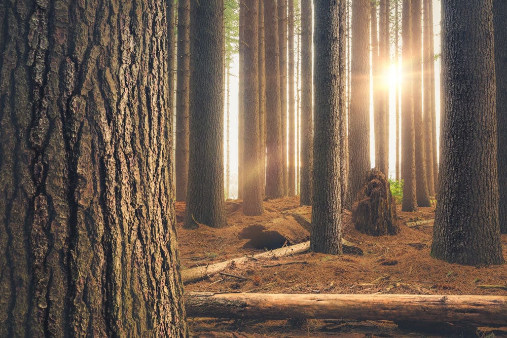 Papier peint mural Forêt sans vie au coucher du soleil - Le meilleur Papier peint panoramique Sur mesure