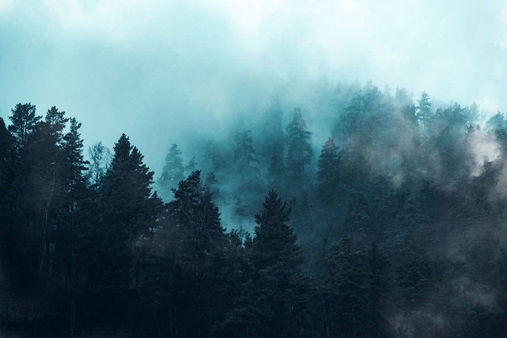 Papier peint mural Forêt Sombre et Brume Bleue - Le meilleur Papier peint panoramique Sur mesure