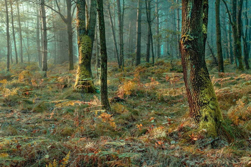 Papier peint mural forêt verte brumeuse - Le meilleur Papier peint panoramique Sur mesure