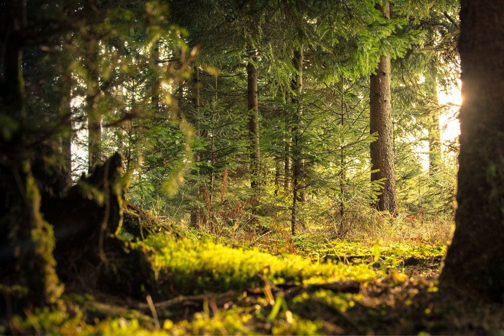 Papier peint mural Forêt vibrante percée de trous - Le meilleur Papier peint panoramique Sur mesure