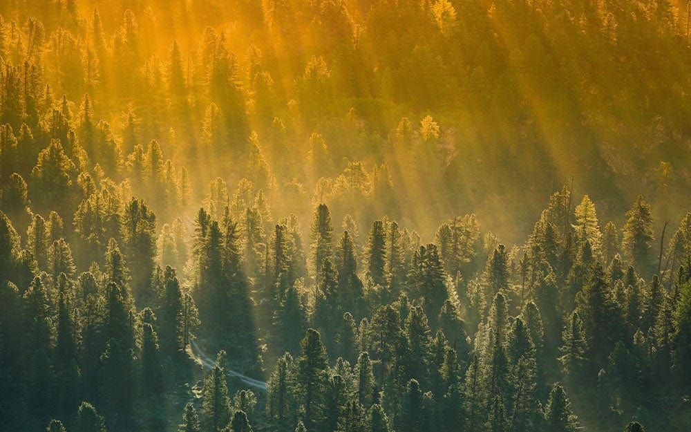 Papier peint mural Forêt vue d’en haut - Le meilleur Papier peint panoramique Sur mesure