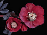 Papier Peint Mural Hellébore Élégance Florale pour Intérieurs Modernes - Vignette | Mr Papier Peint