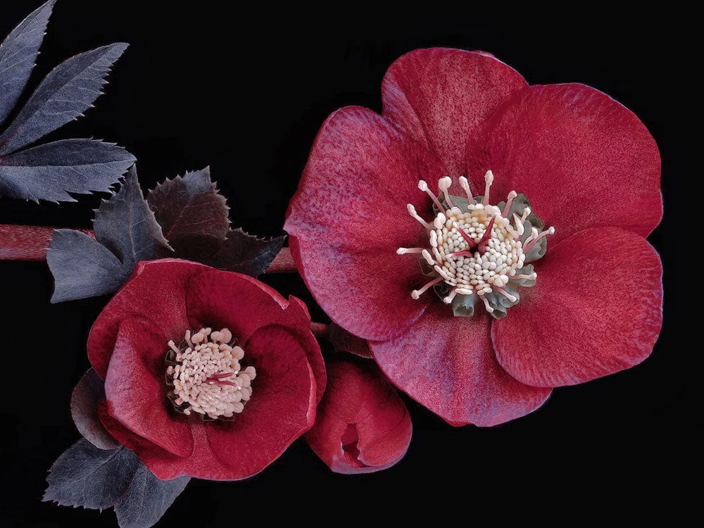 Vibrantes fleurs d hellébore rouge avec stamens blancs et rouges, pour peint mural hellébore