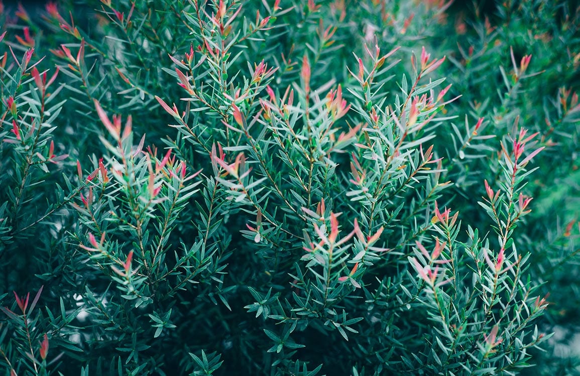 Papier peint mural Herbe fraîche - Le meilleur Papier peint panoramique Sur mesure