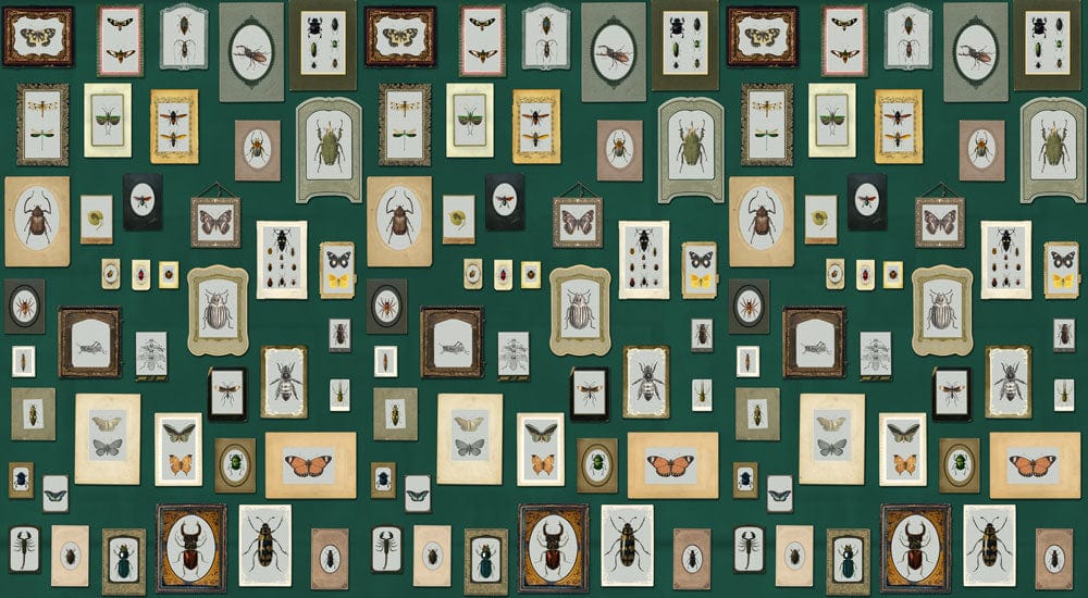 Papier Peint Mural II avec Motif d’Insectes Specimens - Le meilleur Papier peint panoramique Sur mesure