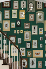 Papier Peint Mural II avec Motif d'Insectes Specimens - Vignette | Mr Papier Peint