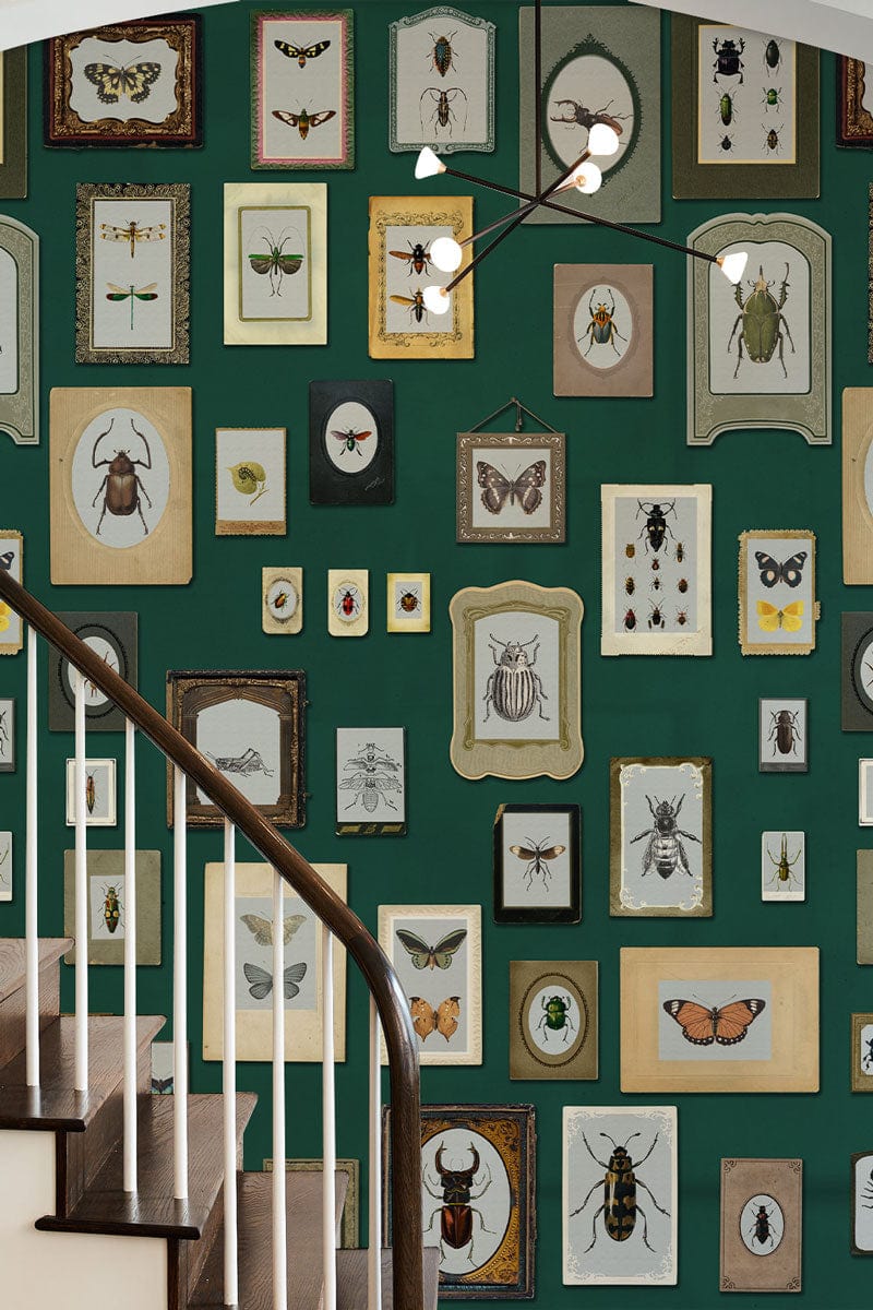 Papier Peint Mural II avec Motif d’Insectes Specimens - Le meilleur Papier peint panoramique Sur mesure