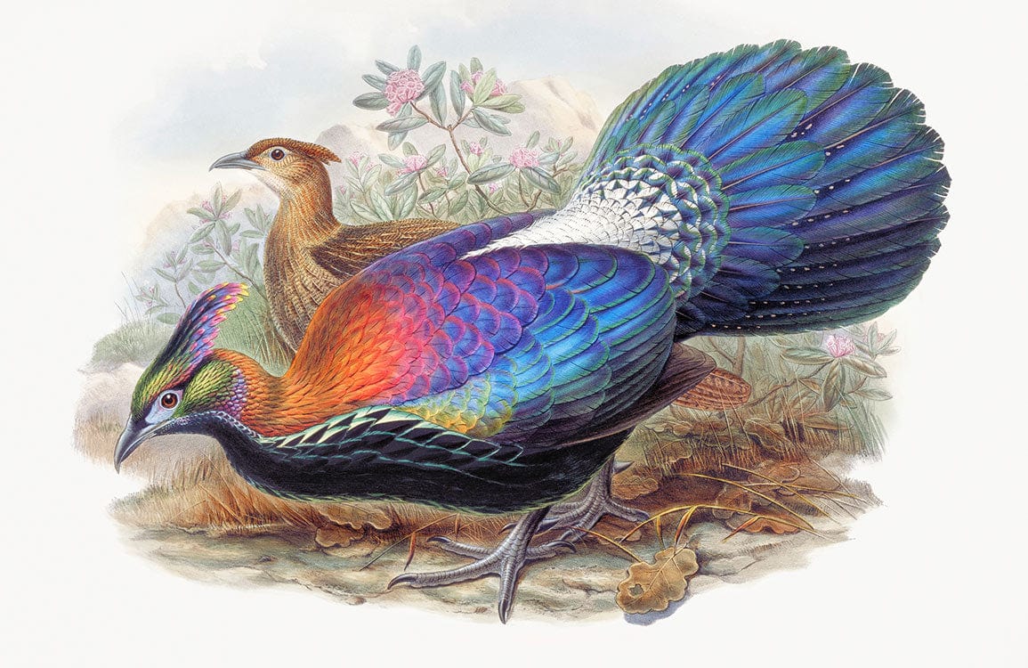 Himalayan Monal pheasants iridescents sur papier peint mural Lophophorus l’Huysi