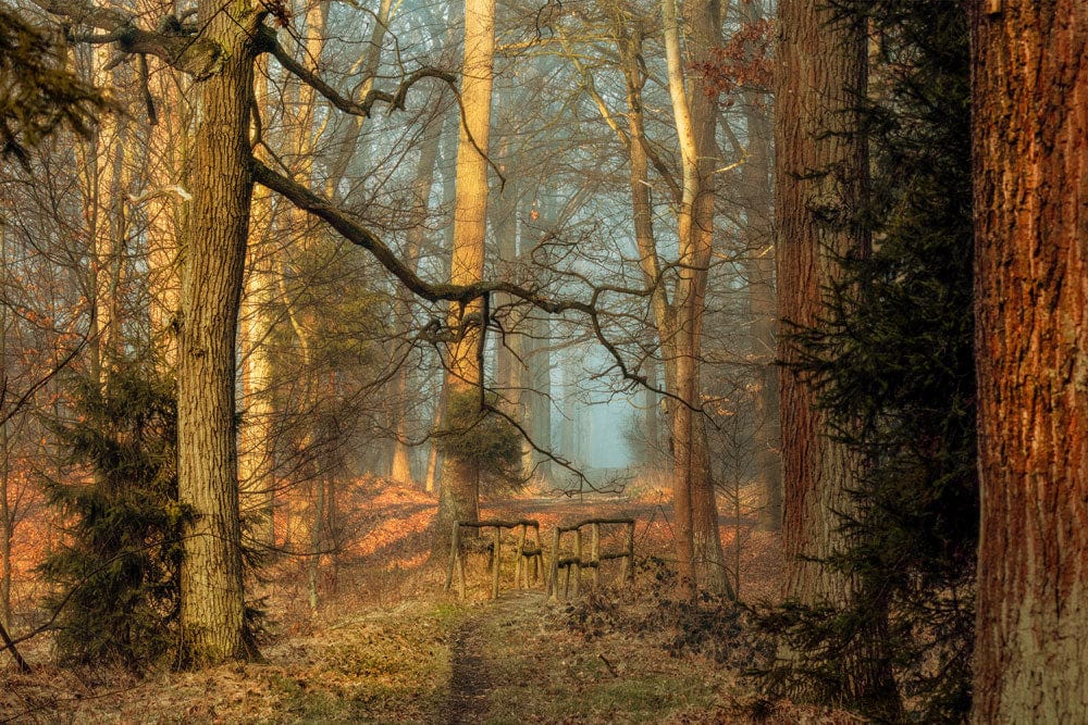 Papier peint mural Lumière à travers la forêt - Le meilleur Papier peint panoramique Sur mesure