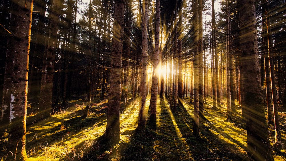 Papier peint mural Lumières dans la forêt obscure - Le meilleur Papier peint panoramique Sur mesure