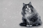 Papier peint mural Maine Coon - Vignette | Mr Papier Peint