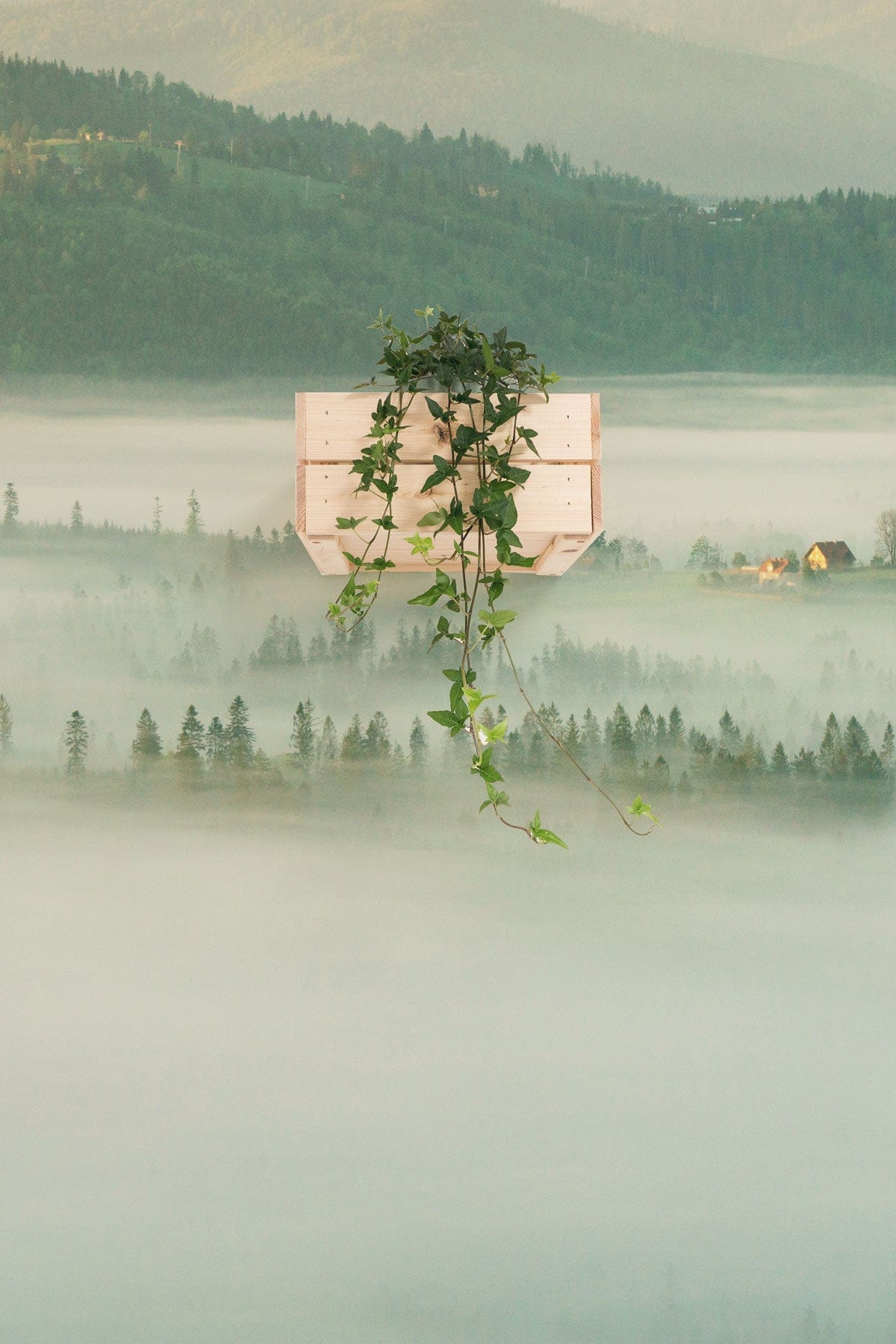 Planter en bois clair avec plante verte en papier peint mural Merveille de la forêt
