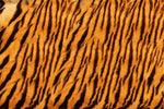 Papier peint mural motif fourrure de tigre sauvage - Vignette | Mr Papier Peint