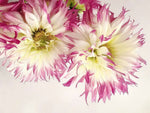 Élégance florale avec Papier Peint Mural Ombre Dahlia - Vignette | Mr Papier Peint