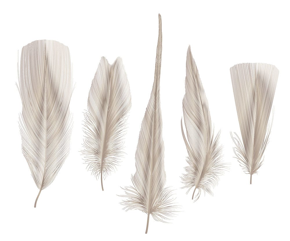 Papier peint mural plumes avec cinq feathers aux textures variées pour une déco élégante