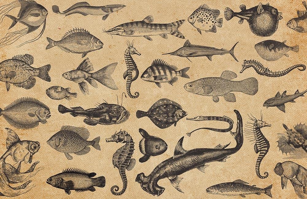 Papier peint mural Poissons de l’Océan - Le meilleur Papier peint panoramique Sur mesure