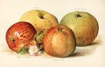 Éclat rétro avec papier peint mural Pommes Vintage - Vignette | Mr Papier Peint
