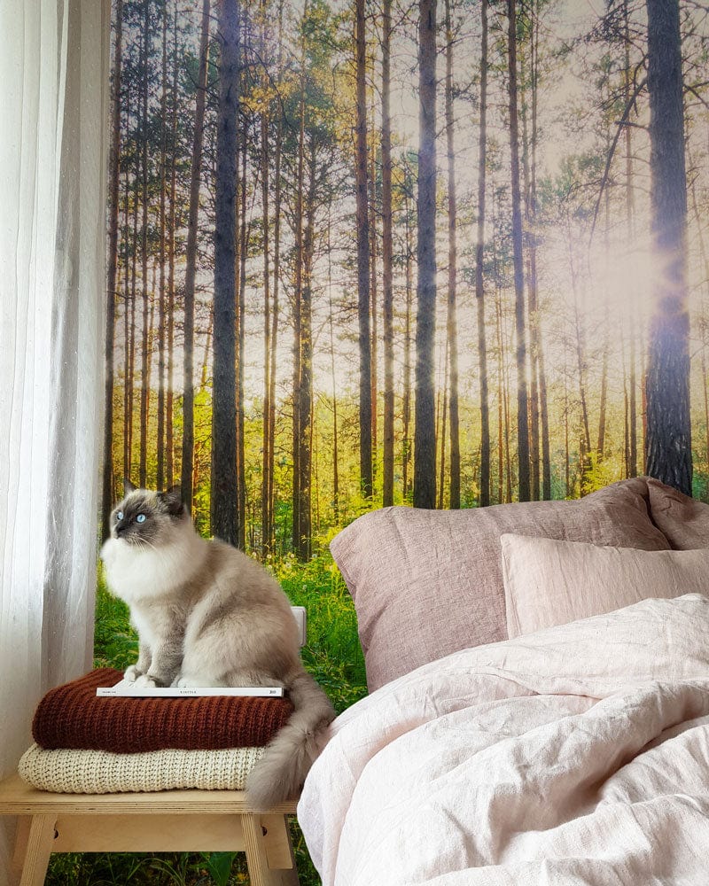 Chat fluffy aux yeux bleus sur cushions, décor forêt ordonnée, papier peint panoramique