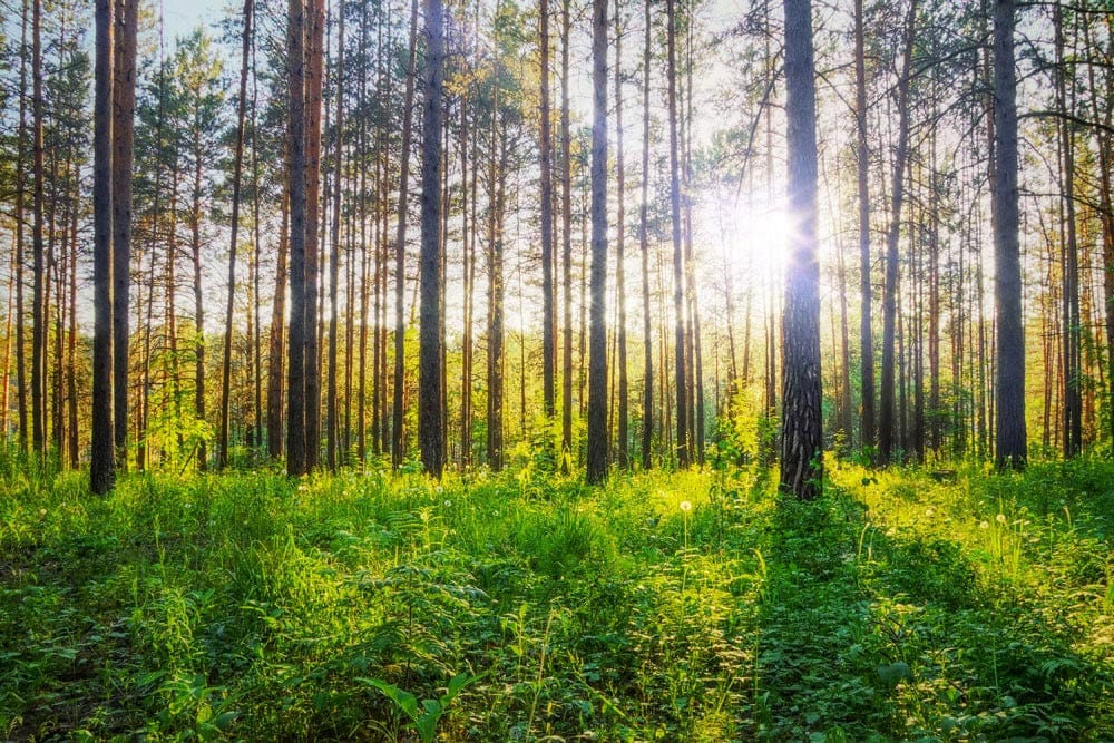 Papier peint panoramique forêt ordonnée avec soleil filtrant à travers pinèdes luxuriantes