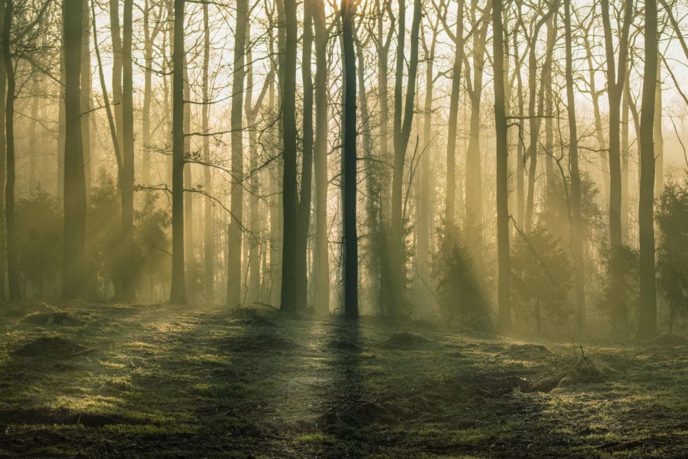 Papier peint mural poussière de forêt avec brume et soleil filtrant à travers arbres nus