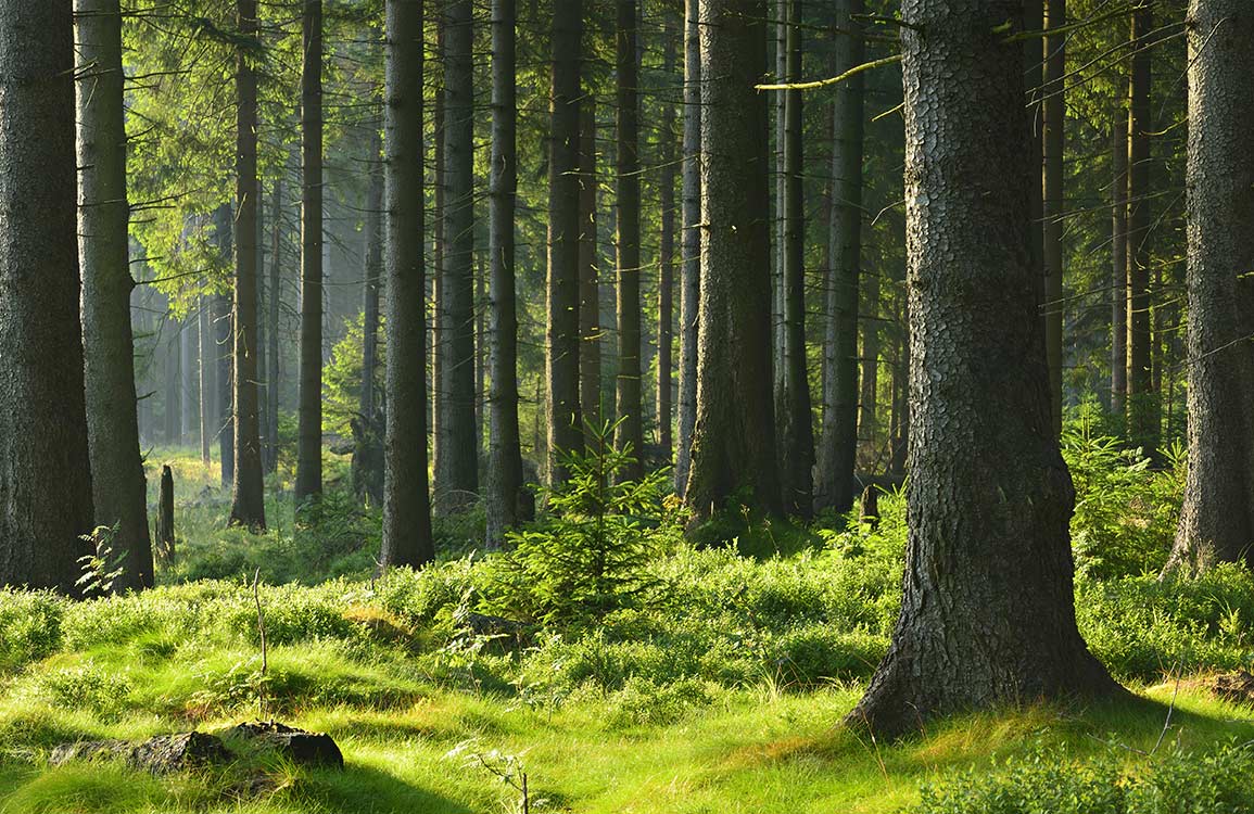 Papier peint mural forêt dense avec arbres hauts et sous-bois luxuriant pour décoration intérieure