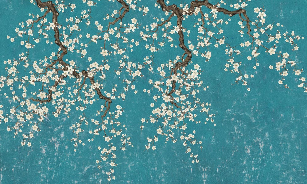 Papier peint mural Rameau en fleurs avec fleurs de cerisier blanches sur fond teal