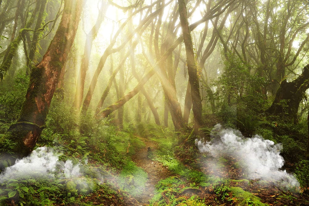 Peinture murale forêt mistée avec rayons de soleil, papier peint mural rayon de soleil dans la forêt