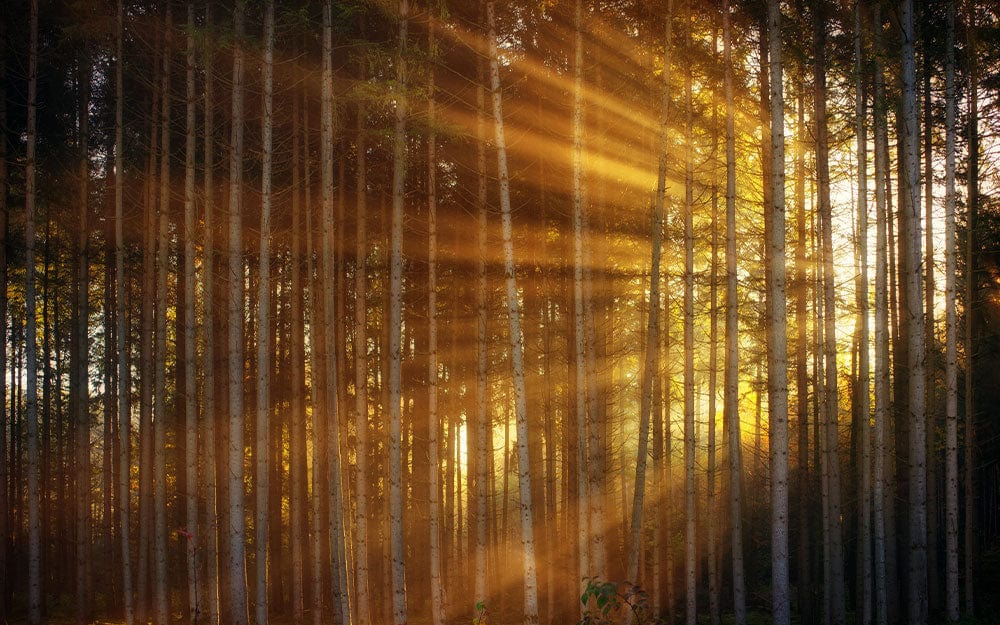 Papier peint mural Rayons de soleil à travers la forêt de calomnies - Le meilleur Papier peint panoramique Sur mesure